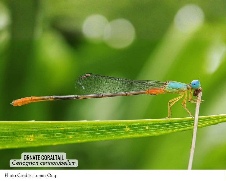 Ornate Coraltail (Ceriagrion cerinorubellum)